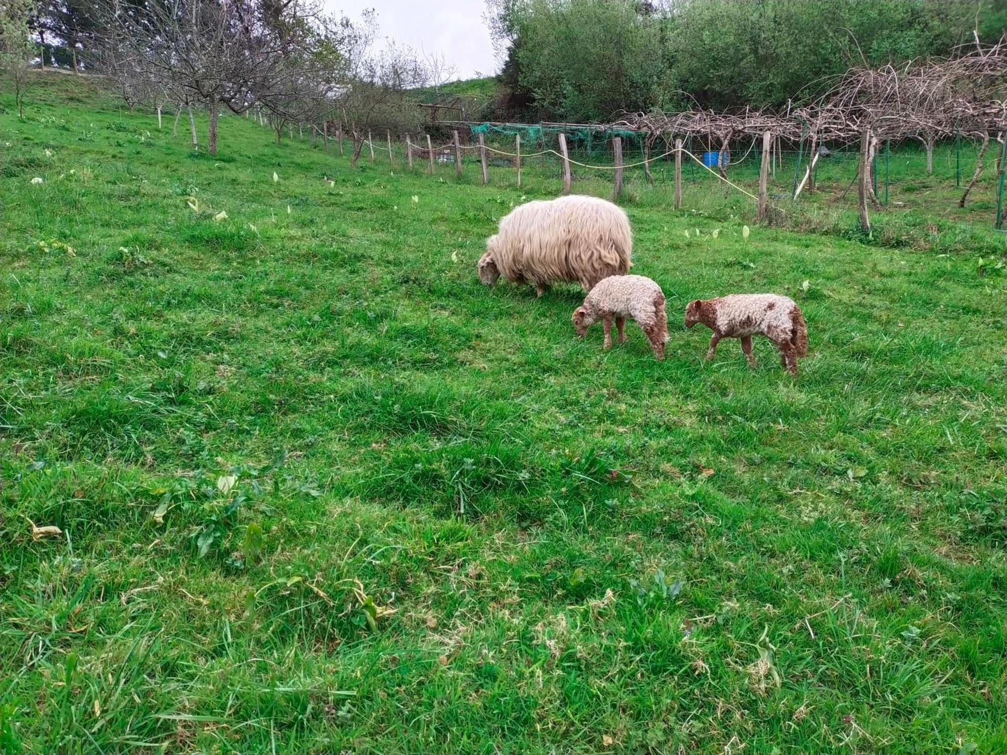 Appartamento Antzomendi Mutriku Esterno foto